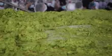 Messico, 6.800 kg di guacamole per battere il Guinness World Record