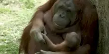 Allo zoo di Madrid nasce un orango del Borneo, specie in via estinzione