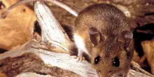 Hantavirus, cosa sappiamo