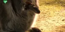 Ecco il tenero canguro di Bennett nato al Bioparco di Roma