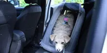 Pet Safety Days by Tavo: sicurezza in auto per gli animali