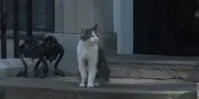 Crisi Starmer, summit a Downing Street: il gatto Larry imperturbabile