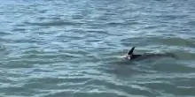 Delfino in laguna a Venezia: &ldquo;Osservare con rispetto e discrezione&rdquo;