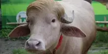 Bufalo &ldquo;sosia&rdquo; di Donald Trump diventa una star in Bangladesh