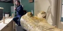 Francia, esposte le ossa di un Camarasaurus, parente del Diplodoco
