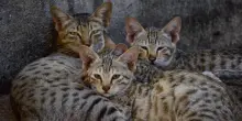 Antiparassitari per gatti: trovare i migliori marchi su Il Signor Pet