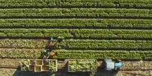 Agricoltura e crisi geopolitiche: uno scenario ridisegnato