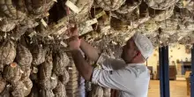 Culatello, il segreto del Po che ora conquista il re Carlo III