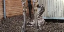 La baby giraffa nata allo Zoo di Copenaghen, &egrave; la terza in pochi mesi