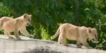 Parigi, debutto &ldquo;rovente&rdquo; allo zoo per le baby leoncine Isis e Inaya