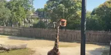 Docce e gelatoni, al Bioparco di Roma gli animali combattono il caldo