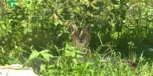 Al Bioparco di Roma aperta la nuova area delle linci euroasiatiche