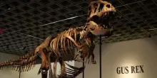 Raro scheletro di T-Rex venduto all&rsquo;asta per 43 milioni di dollari