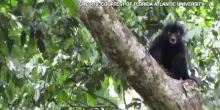 Nella foresta pluviale Congo filmata Likweli, nuova specie di scimmia