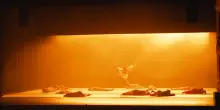 Biennale Danza, Emanuel Gat nella luce dei corpi e di Mahler