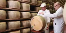 Parmigiano Reggiano, cresce la montagna: oltre il 22% delle forme