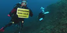 Greenpeace: mari italiani pi&ugrave; caldi, danni ai fondali