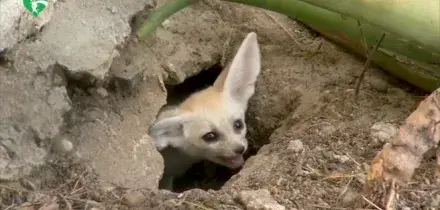 Al Bioparco di Roma nati cinque teneri fennec, i canidi pi&ugrave; piccoli