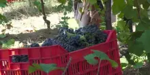 Caldo record, gi&agrave; si vendemmia nell&rsquo;Oltrepo Pavese: &ldquo;Mai a luglio&rdquo;