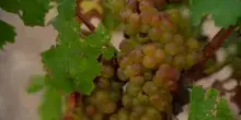 Con il caldo l&rsquo;uva matura prima: gi&agrave; vendemmia nel Sud della Francia
