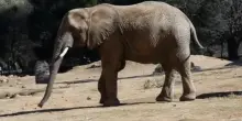 Battaglia legale per liberare tre elefanti allo zoo di Johannesburg