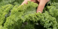Cibo biologico: quanto vale davvero? Sceglierlo fa bene al pianeta