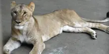 Allo zoo di Tama a Tokyo morte tre leonesse, forse per colpo di calore