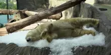 Gli orsi polari sfidano il caldo con ghiaccio e gelati allo zoo di Praga