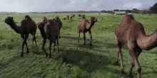 Australia, dal latte alla birra: la seconda vita dei cammelli