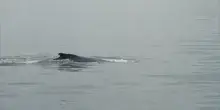 Le balene nuotano nella baia di New York, ma minacciate dalle navi