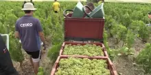 La sfida della vendemmia ultra-precoce nella regione dello Champagne