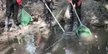 Francia, i pescatori cercano di salvare le trote dalla siccit&agrave;