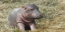 Nasce al parco Natura Viva l&rsquo;unico baby ippopotamo d&rsquo;Italia dal 2021