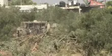 Cisgiordania, bulldozer israeliani sradicano decine di ulivi