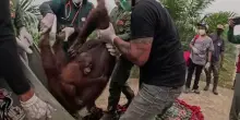 Indonesia, una mamma orango col beb&eacute; &ldquo;evacuati&rdquo; dall&rsquo;incendio