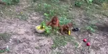 Scoperti in India cuccioli di orango, sospetto traffico di animali