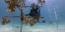 A caccia di coralli resistenti al surriscaldamento climatico