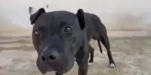 13 pitbull salvati da scommesse e combattimenti clandestini a Gela
