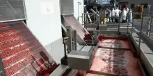 Rodolfi Mansueto, 130 anni di pomodoro tra caldo e nuove sfide