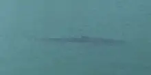 Corea del Sud, uno squalo smarrito attira un milione di visitatori