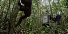 Indonesia, rilasciati nella foresta otto onanghi salvati dagli incendi