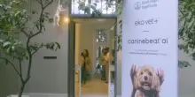 L&rsquo;AI nuovo strumento per individuare soffi cardiaci nei cani