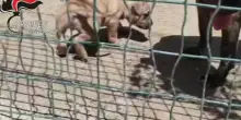 Parma, pitbull dopati per combattere: sequestri in diverse province