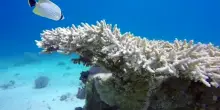 Di cosa parliamo quando parliamo di biodiversit&agrave;