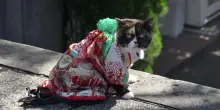 Calo demografico in Giappone, cani con il kimono al posto dei bambini