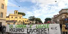 Fratelli d’Italia in confusione sulla cannabis light «monopolizzata»