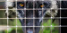 L&rsquo;intreccio inestricabile tra liberazione animale e liberazione umana