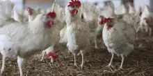 Benessere dei polli, l&rsquo;Italia penultima in Europa