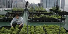 L&rsquo;orto urbano &egrave; globale, fra produzioni tradizionali e agricoltura sui tetti