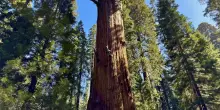 Sequoie, il &laquo;mistero&raquo; della longevit&agrave; millenaria dei giganti delle foreste
